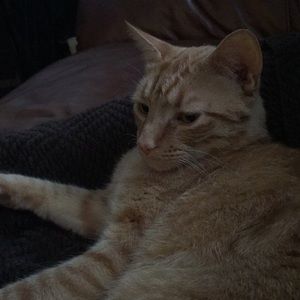 Meet your Posher, Kim